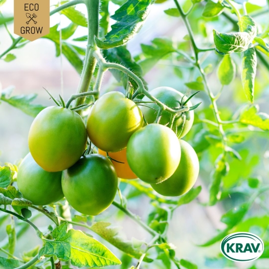 Körsbärstomat - Green Grape