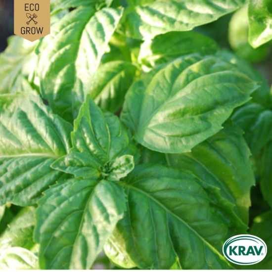 Sallatbasilika - Large Leaf Basil