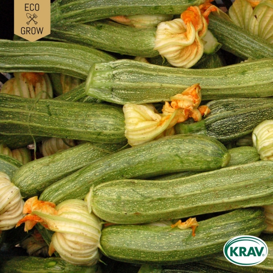 Sommarsquash Genovese, Ekologiska Fröer