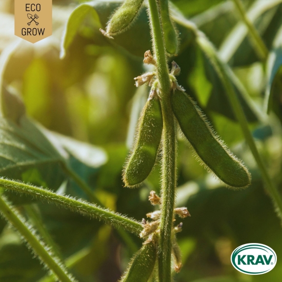 Sojaböna - Edamame Green Shell i gruppen Landshopping.se / Trädgård / Fröer / Baljväxter hos Landshopping (10194_7350153560238)