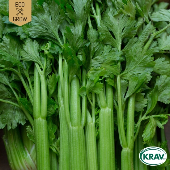 Blekselleri - Tall Utah i gruppen Landshopping.se / Trädgård / Fröer / Övriga fröer hos Landshopping (10194_7350153560504)