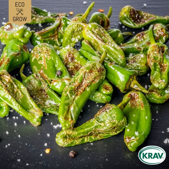 Chilipeppar Padron, Ekologiska Fröer