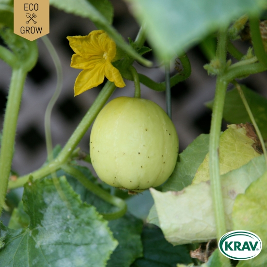 Äppelgurka - Lemon i gruppen Landshopping.se / Trädgård / Fröer / Övriga fröer hos Landshopping (10194_7350153562027)