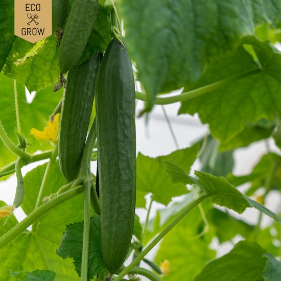 Snackgurka - Minyara i gruppen Landshopping.se / Trädgård / Fröer / Övriga fröer hos Landshopping (10194_7350153562126)