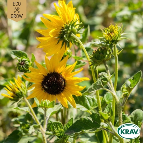 Miniatyrsolros - Cucumber Leaf i gruppen Landshopping.se / Trädgård / Fröer / Blommor hos Landshopping (10194_7350153562140)