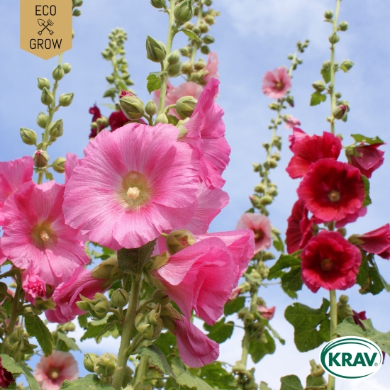 Stockros i gruppen Landshopping.se / Trädgård / Fröer / Blommor hos Landshopping (10194_7350153562171)