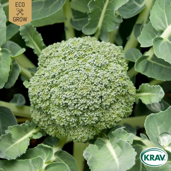 Broccoli - Ramoso Calabrese i gruppen Landshopping.se / Trädgård / Fröer / Kålväxter hos Landshopping (10194_7350153562249)