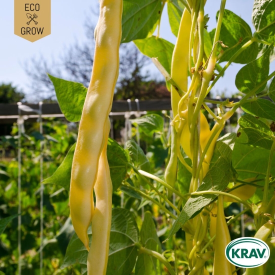 Störvaxböna - Golden Gate i gruppen Landshopping.se / Trädgård / Fröer / Baljväxter hos Landshopping (10194_7350153562263)