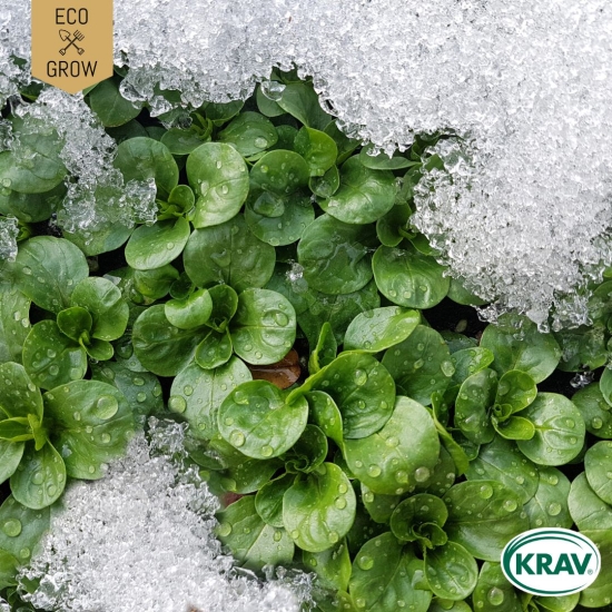 Vintersallat - Vit i gruppen Landshopping.se / Trädgård / Fröer / Gröna blad hos Landshopping (10194_7350153562300)