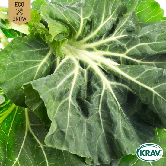 Bladkål - Tronchuda i gruppen Landshopping.se / Trädgård / Fröer / Kålväxter hos Landshopping (10194_7350153562348)