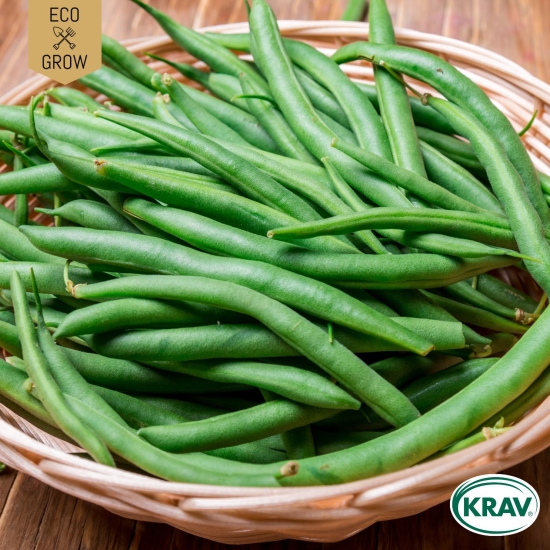 Brytböna - Slenderette i gruppen Landshopping.se / Trädgård / Fröer / Baljväxter hos Landshopping (10194_7350153562362)