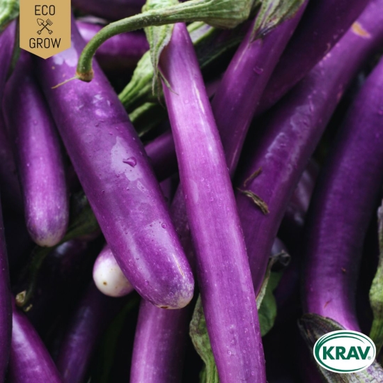 Aubergine - Tarim i gruppen Landshopping.se / Trädgård / Fröer / Övriga fröer hos Landshopping (10194_7350153562393)