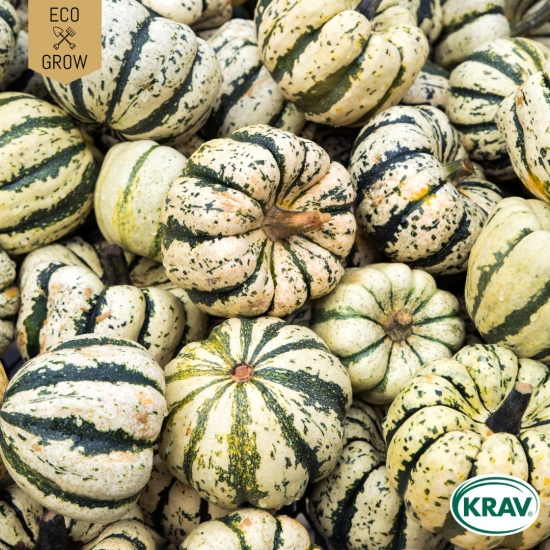 Vintersquash - Sweet Dumpling i gruppen Landshopping.se / Trädgård / Fröer / Squash/ pumpa hos Landshopping (10194_7350153562430)