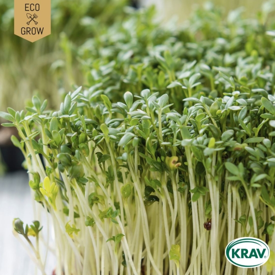 Smörgåskrasse i gruppen Landshopping.se / Trädgård / Fröer / Örter hos Landshopping (10194_7350153563147)