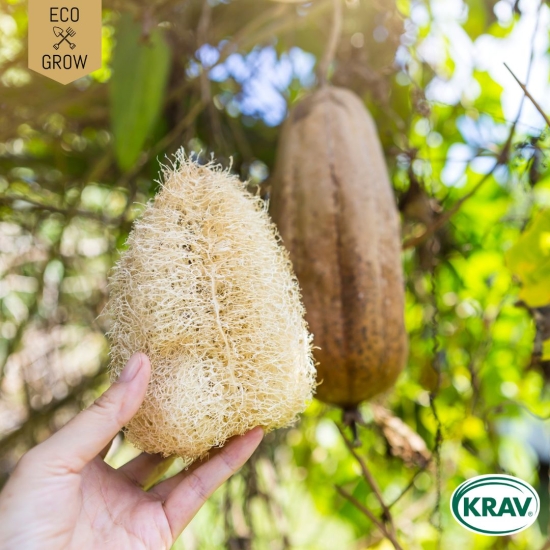 Luffagurka - Tvättsvampsgurka i gruppen Landshopping.se / Trädgård / Fröer / Övriga fröer hos Landshopping (10194_7350153563215)