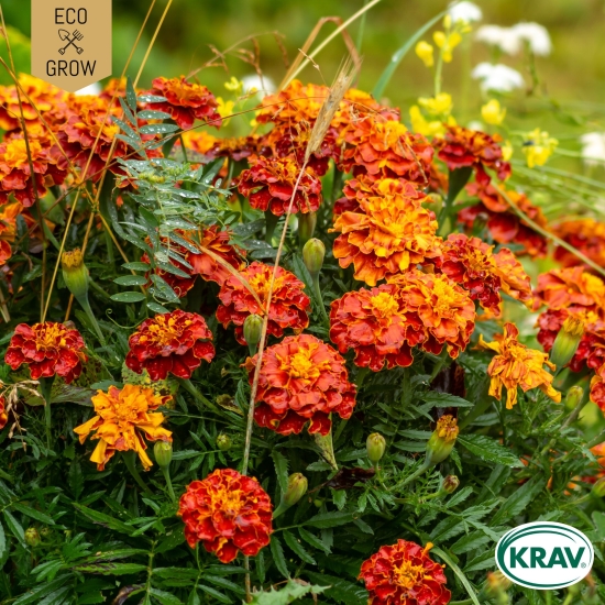 Tagetes Bonita Mix, Ekologiska Fröer