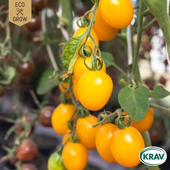 Körsbärstomat - Galina i gruppen Landshopping.se / Trädgård / Fröer / Tomat hos Landshopping (10194_7350153563529)