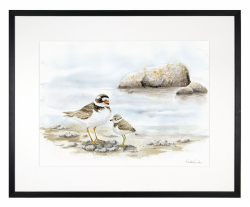 Större strandpipare