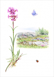 Tjärblomster, Exklusivt framtagen för Land.