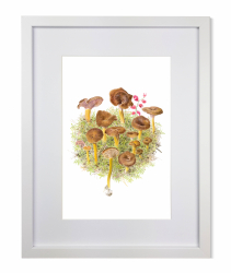 Trattkantarell med ram