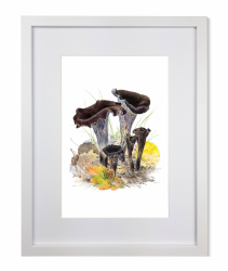 Svart trumpetsvamp med ram