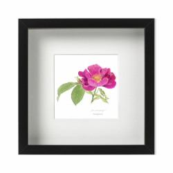 Frankfurtros med ram