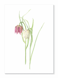 Kort Kungsängslilja