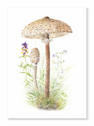 Kort Stolt fjällskivling