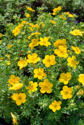 Trädgårdstok 'Goldfinger' E 20-pack