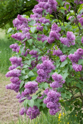 Syren krukodlad häck 10-pack