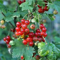 Vinbärsplantor 'Rolan' 10-pack