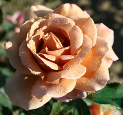 Ros 'KOKO LOKO' 10-pack