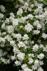 Doftschersmin 10-pack