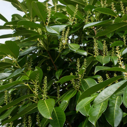 Lagerhägg,  Prunus laurocerasus 'Mano'