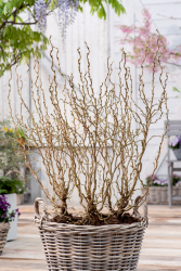 Ormhassel buske 3-pack