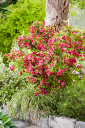 Trädgårdsprakttry 'Bristol Ruby', 10-pack