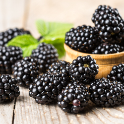 Björnbärsbuskar 'Black Satin' 3-pack