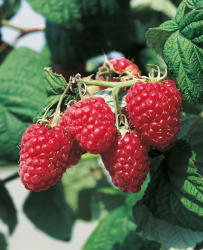 Hallon 'Preussen' 10-pack