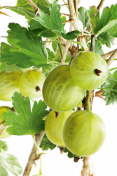 Krusbär 'Invicta' 10-pack