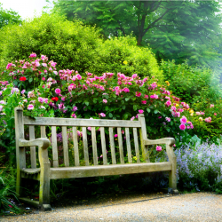 Växtpaket Ros 'The Fairy' 5-pack