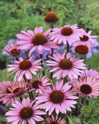 Rudbeckia 'Magnus' 15-pack