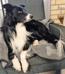 Hundfilt svart/grå