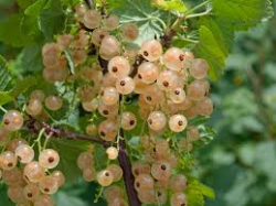 Vita Vinbär Zitavia