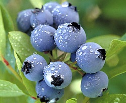 Blåbär Reka