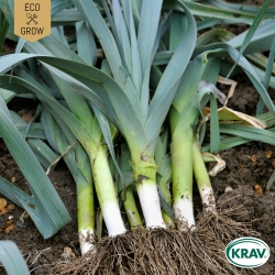 Purjolök - De Carentan 2