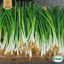 Salladslök - White Lisbon