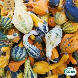 Prydnadspumpa - Small Fruited Mix