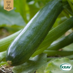 Sommarsquash - Black Beauty