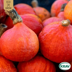 Vintersquash - Uchiki Kuri