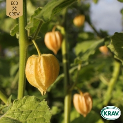 Physalis - Schönbrunner Gold